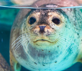 close up portrait of very cute spotted seal