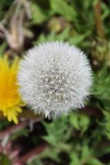 Dandelion seeds