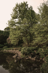 Fototapeta premium beauty view of trees in park with pond on summer time