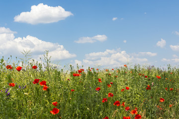 Summer flowers poppy fieldclouds and blue sky background