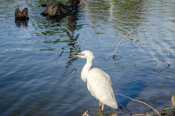 White heron on the shore of the swamp