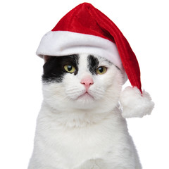 close up of an adorable cat wearing a santa cap