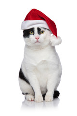 adorable cat with santa hat waiting for Christmas