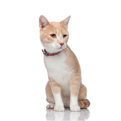 adorable seated orange and white cat looks down to side