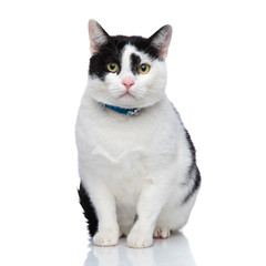 Fototapeta premium cute seated cat wearing a blue collar