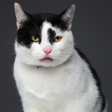 black and white cat picks up a scent