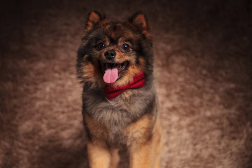 happy pomeranian wearing a red bow tie wants a treat