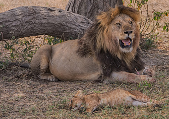 Obraz na płótnie Canvas A male lion in serengeti national park