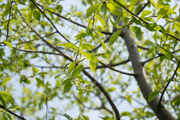 Spring on trees bloom the first green young leaves