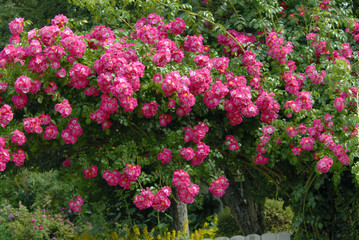 Fototapeta premium Roses et rosiers rouges et roses