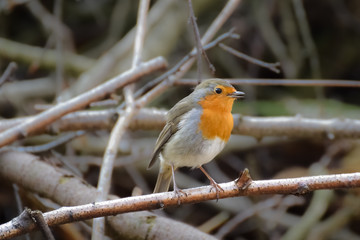 Robin on a branch in the forest