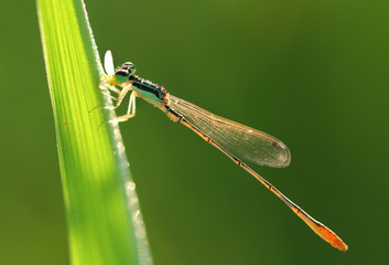 Beautiful dragonfly in rice field