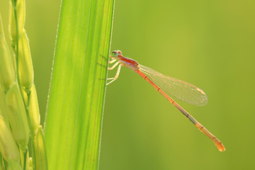 Beautiful dragonfly in rice field
