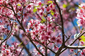 Wild Himalayan Cherry