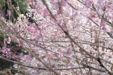 Cherry blossom