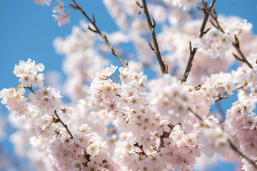 Cherry Blossom