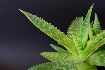 aloe vera plant
