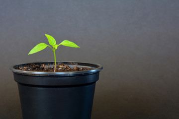 bell pepper seedling in black plastic pot on black background