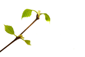 Branch of birch with young leaves and buds isolated on white background top view  flat lay layout