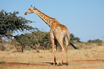 A southern giraffe (Giraffa camelopardalis) in natural habitat, South Africa.
