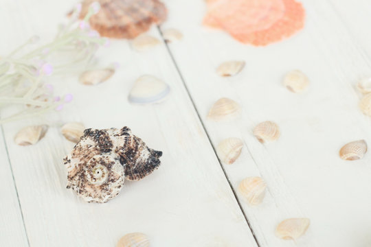 blurred image of seashells on wooden background.Travel background