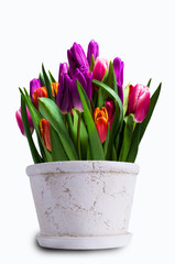 Bouquet of multicolored tulips