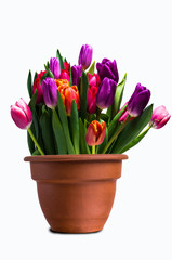 Bouquet of multicolored tulips