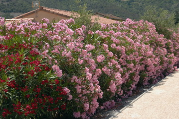 lauriers roses en massif au bord d'une route 