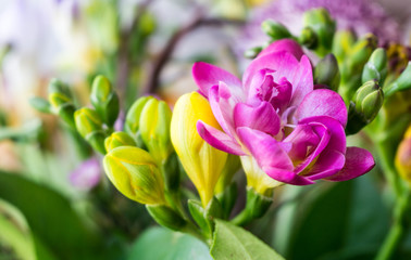 yellow and purple or pink freesia