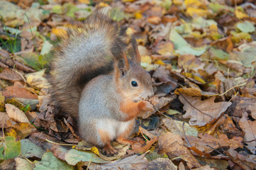 Naklejka na ściany i meble squirrel in leaves, funny animal in nature background