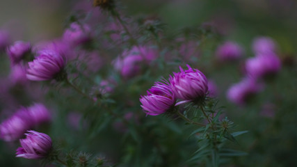 Obraz premium Flower of a Bush