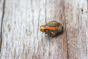 Bullfrog Animal on Wooden 