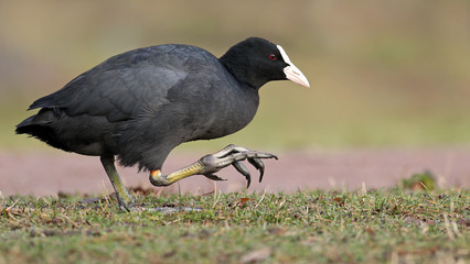 Sideview portrait of an eurasian coot, Fulica atra, walking in grass with foof up