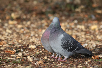 Couple of Feral Pigeons, Columba livia domestica, kissing during spring mating season