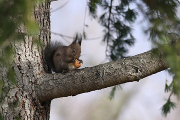 Naklejka na ściany i meble Red squirrel on a tree branch eating a walnut