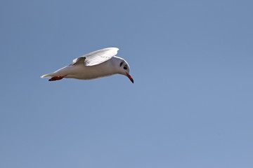 Sideview of a common seagull in flight
