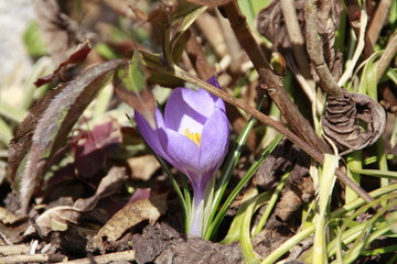 unter dem strauch spitzt der krokus