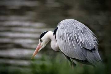 Heron
