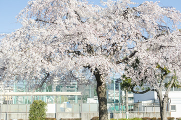 Cherry blossoms in Yokohama City.