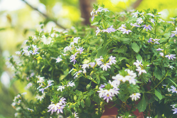 Floral gardening background with variety of colorful garden flowers and gardening tools