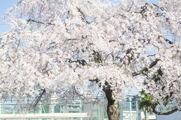 Cherry blossoms in Yokohama City.