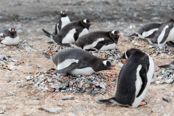 Gentoo penguin in nest aggressive open beak
