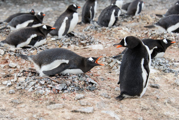 Gentoo penguin in nest aggressive open beak