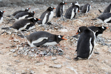 Gentoo penguin in nest aggressive open beak