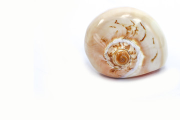 shell sea isolated white background 