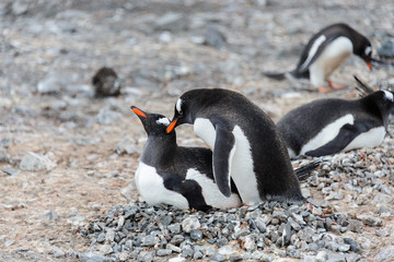 Naklejka premium Two gentoo penguins have sex