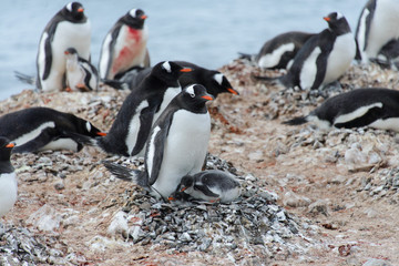 Fototapeta premium Gentoo penguin with chicks in nest