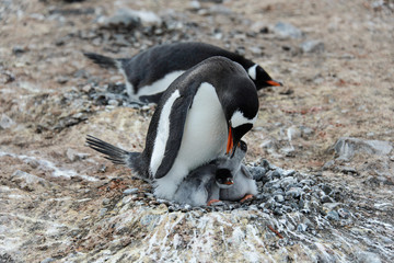 Fototapeta premium Gentoo penguin with chicks in nest
