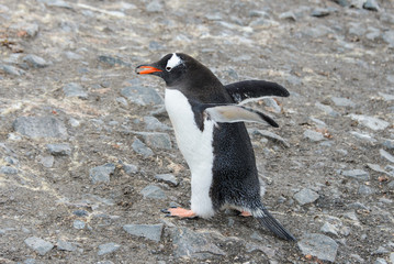 Gentoo penguin with stone in beak