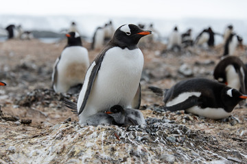 Gentoo penguin with chicks in nest